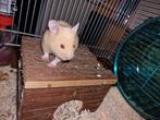 Goudhamster, Animaux & Accessoires, Hamster