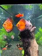 Discussen te koop, Dieren en Toebehoren, Zoetwatervis