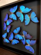 Splendide envol de 10 papillons Morpho Didius du Pérou 50x50, Collections, Collections Animaux, Insecte, Animal empaillé, Enlèvement ou Envoi