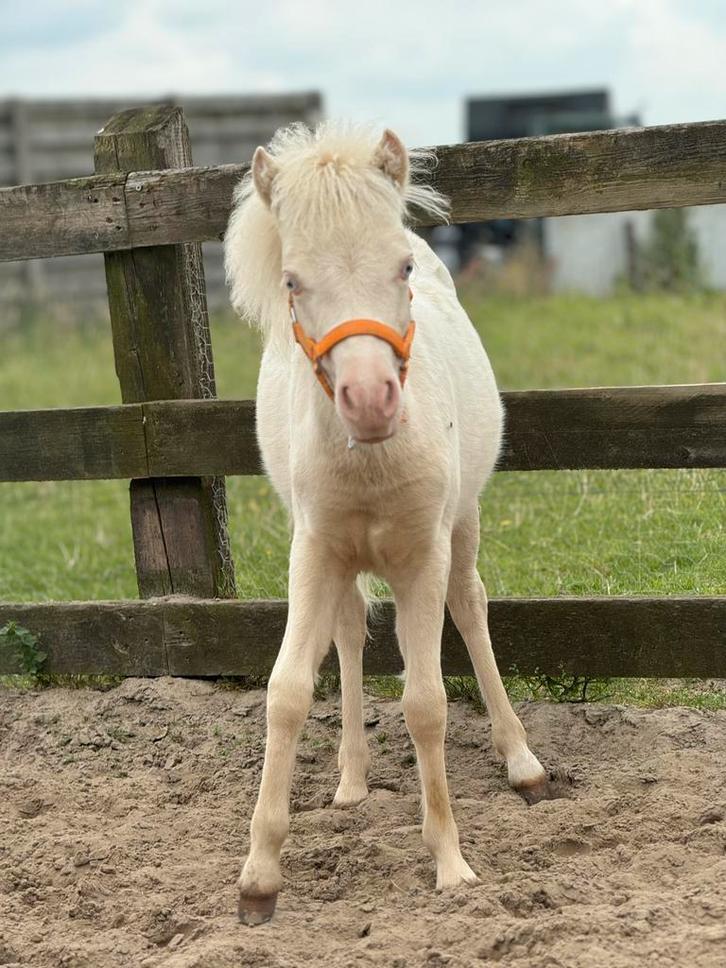 Knap Amha merrietje, Dieren en Toebehoren, Pony's, Merrie