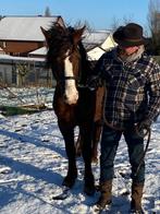 Lieve ruin (4 jaar) zoekt een fijne thuis, Animaux & Accessoires, Chevaux, Hongre, Débourré, Moins de 160 cm, 3 à 6 ans