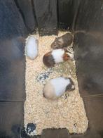 4 zeugjes