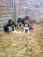 Duitse herder pups, Dieren en Toebehoren, België, Particulier, CDV (hondenziekte), 8 tot 15 weken