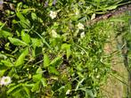 Verschilde planten, Tuin en Terras, Planten | Tuinplanten, Ophalen, Vaste plant, Kruiden