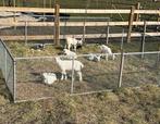 5 melkgeit bokjes te koop, Dieren en Toebehoren, Schapen, Geiten en Varkens, Mannelijk, Geit, 0 tot 2 jaar