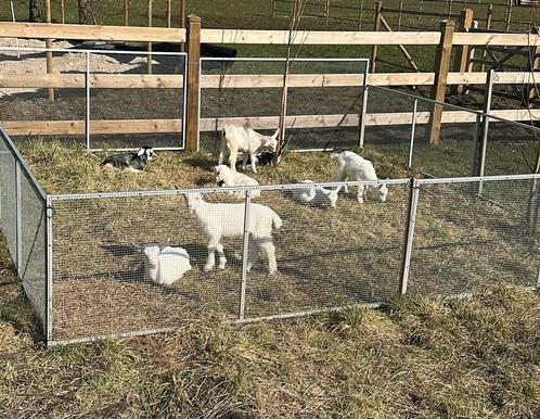 5 melkgeit bokjes te koop, Dieren en Toebehoren, Schapen, Geiten en Varkens, Geit, Mannelijk, 0 tot 2 jaar