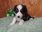 Border collie puppy's 9 weken oud, Dieren en Toebehoren, Honden | Herdershonden en Veedrijvers, CDV (hondenziekte), Meerdere, 8 tot 15 weken