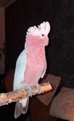 Handtam rose kaketoe, Dieren en Toebehoren, Vogels | Parkieten en Papegaaien