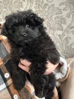 Mini doodle reutje, Poedel, Parvo, België, Reu