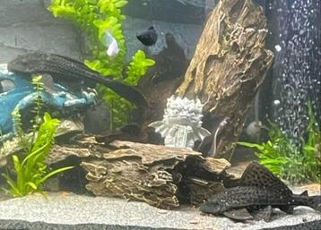 plecto prijs per dier beschikbaar voor biedingen