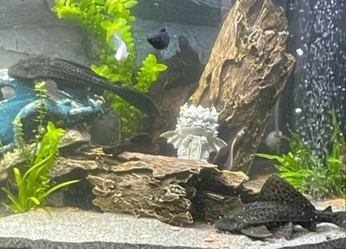 plecto prijs per dier, Dieren en Toebehoren, Vissen | Aquariumvissen, Zoetwatervis, Overige typen