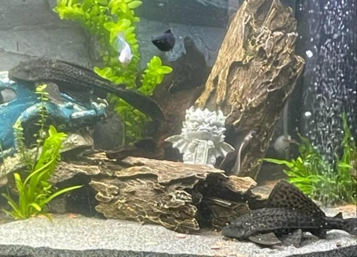 plecto prijs per dier, Dieren en Toebehoren, Vissen | Aquariumvissen, Zoetwatervis, Overige typen