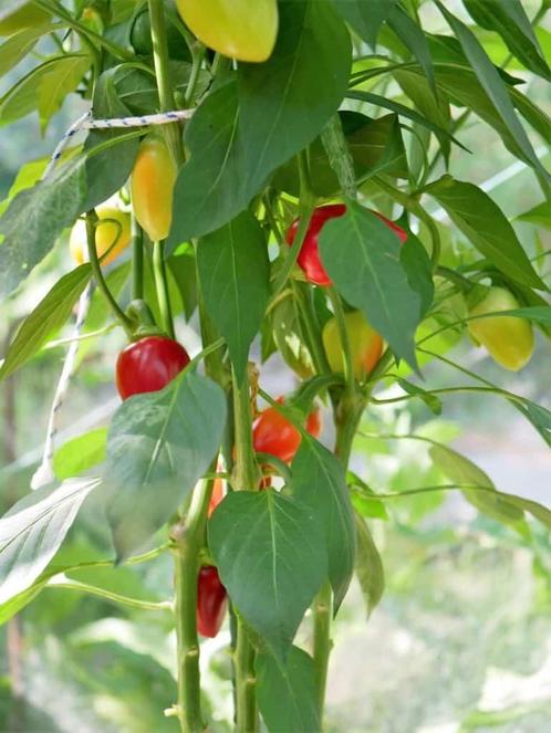 Graines de piment TONDO CALABRESE (20 pièces), Jardin & Terrasse, Bulbes & Semences, Graine, Printemps, Plein soleil, Envoi