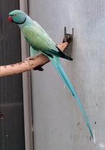 1/0 Opaline pastel blauw /  wkws 2022, Dieren en Toebehoren