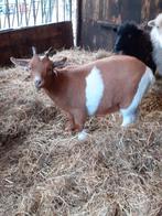 Jong dwerggeitje mieke, Dieren en Toebehoren