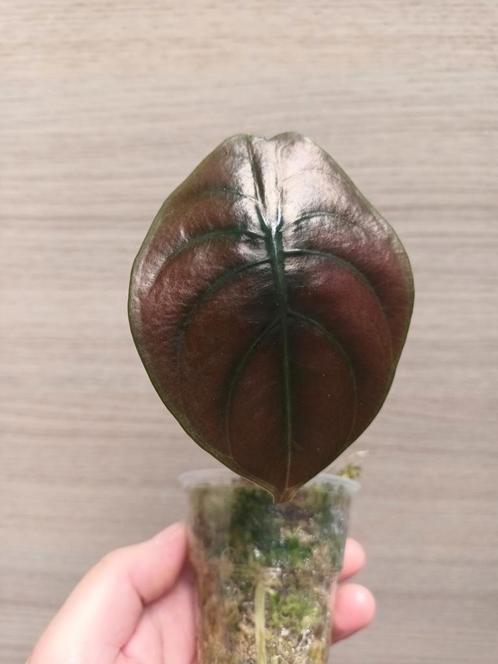 Alocasia cuprea, Huis en Inrichting, Kamerplanten, Ophalen of Verzenden