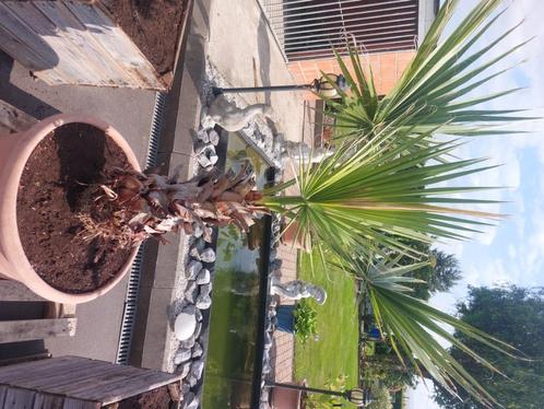 Palmboom, Tuin en Terras, Planten | Bomen, Palmboom, 100 tot 250 cm, Ophalen of Verzenden