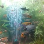 Jonge visjes (warm water vissen), Dieren en Toebehoren