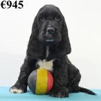 Cocker Anglais - chiots Belges à vendre, Animaux & Accessoires, Commerçant, Autres races, 8 à 15 semaines, Plusieurs