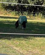 Kinder pony, Ruin, Zadelmak, Met stamboom