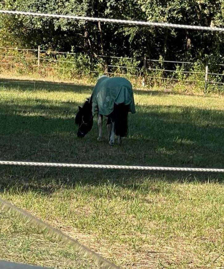 Kinder pony, Dieren en Toebehoren, Pony's, Ruin, Zadelmak, Met stamboom