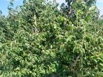 Plantage kersenbomen 20 jaar oud., 6 m³ of meer, Ophalen, Overige houtsoorten, Stammen