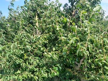 Plantage kersenbomen 20 jaar oud. beschikbaar voor biedingen