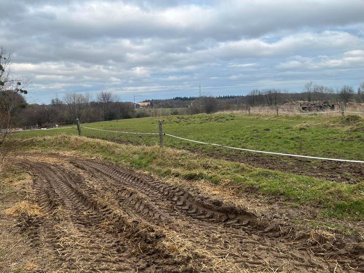 Pension sur Arquennes, Animaux & Accessoires, Box & Pâturages