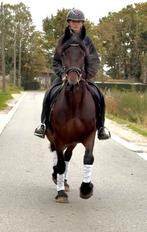 Brave kruising fries ook betuigd, Dieren en Toebehoren, Merrie, B