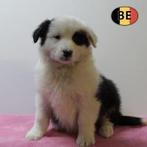 Berger Australien - chiots belges à vendre, Animaux & Accessoires, Chiens | Bergers & Bouviers, Commerçant, 8 à 15 semaines, Plusieurs
