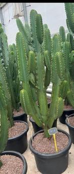 XXL Cactus / Euphorbia ingens 190cm, Huis en Inrichting, Ophalen of Verzenden, Cactus, Bloeiende kamerplant, 150 tot 200 cm