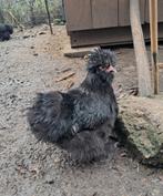 Usa zijdehoen zwart motteld hen, Dieren en Toebehoren, Pluimvee