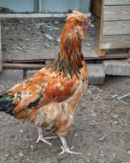 Hannen en eenden, Dieren en Toebehoren, Pluimvee