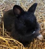 Lieve dwergkonijntjes, Dieren en Toebehoren, Konijnen