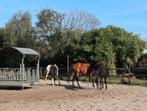 pension stalling, Dieren en Toebehoren, Stalling, 4 paarden of pony's of meer