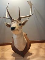 Opgezette kop van damhert, Ophalen
