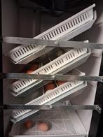 Eendags kuikens, Dieren en Toebehoren, Pluimvee, Geslacht onbekend, Kip