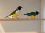 Natuurbroed gouldamadines forse vogels, Dieren en Toebehoren, Vogels | Overige Vogels