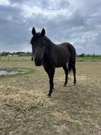 5-jarige kinderpony, Dieren en Toebehoren, Paarden, Ruin