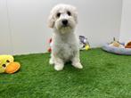 Maltipoo puberpups - champagne kleur, België, 15 weken tot 1 jaar, CDV (hondenziekte), Meerdere