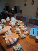 Verzameling schelpen en koraal, Huis en Inrichting, Ophalen