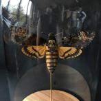Morpho Ulysses Ripheus Atropos vlinderdecor - Frame & Globe, Verzamelen, Dierenverzamelingen, Nieuw, Opgezet dier, Ophalen of Verzenden