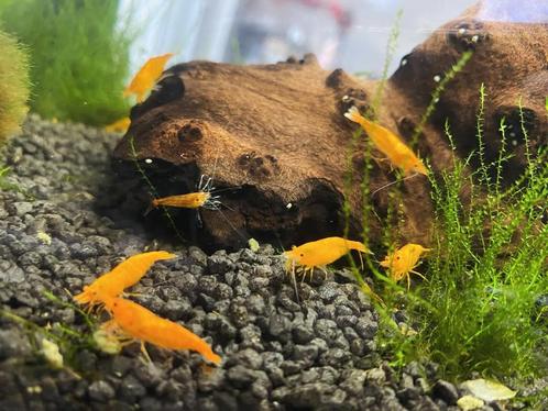 Orange sakura garnalen, Dieren en Toebehoren, Vissen | Aquariumvissen, Zoetwatervis, Kreeft, Krab of Garnaal, Schoolvis