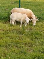 Wiltshire horn schapen en lammeren