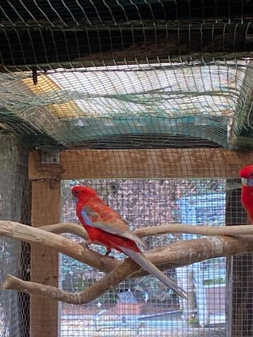 Pennanten beschikbaar voor biedingen