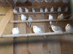 Vogels en toebehoren Bonte Diamantduifjes, Dieren en Toebehoren, Vogels | Overige Vogels