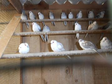 Vogels en toebehoren Bonte Diamantduifjes beschikbaar voor biedingen