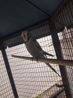 Man Engels grasparkieten, Dieren en Toebehoren