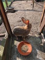 Ko, Dieren en Toebehoren