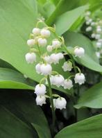 Meiklokjes, Enlèvement